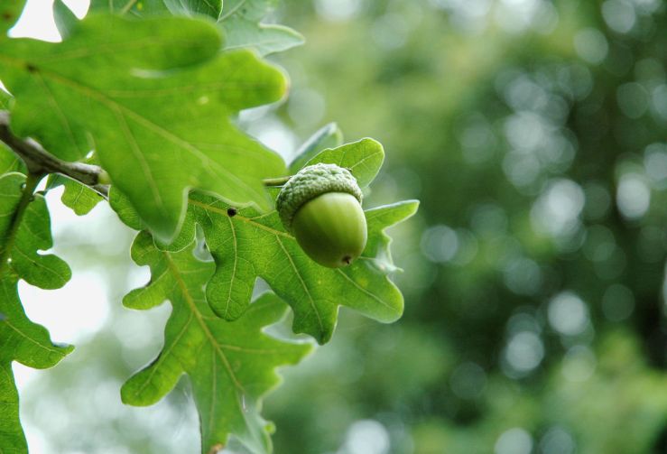 Leaves_and_acorn